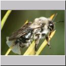 Stylops melittae - Faecherfluegler m20 5mm an Andrena vaga.jpg